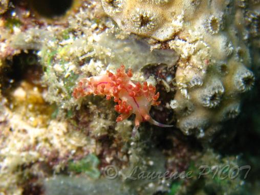 Flabellina rubrolineata 1.JPG - Philippines - les Visayas